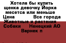 Хотела бы купить щенка девочку Йорка 2 месетса или меньше › Цена ­ 5 000 - Все города Животные и растения » Собаки   . Ненецкий АО,Варнек п.